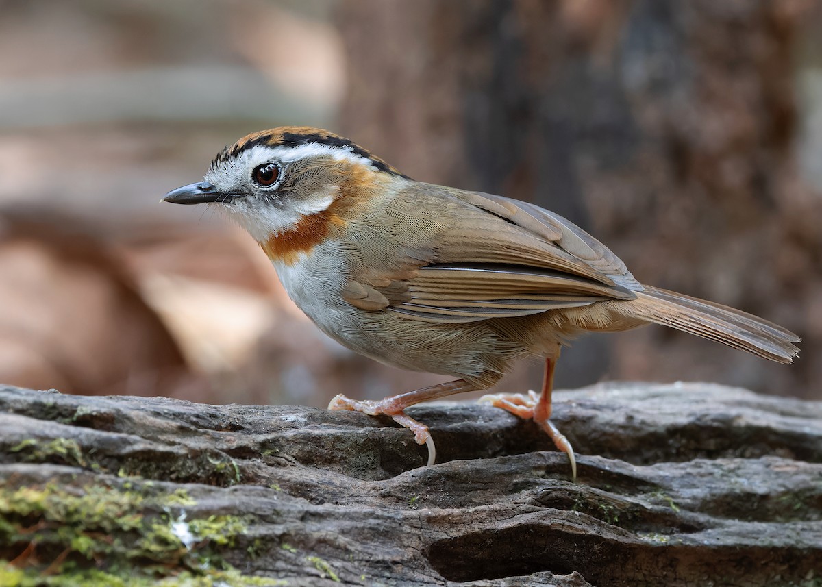 Rufous-throated Fulvetta - ML618141141