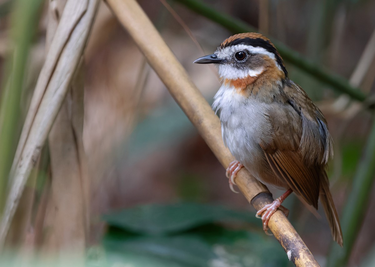 Rufous-throated Fulvetta - ML618141142