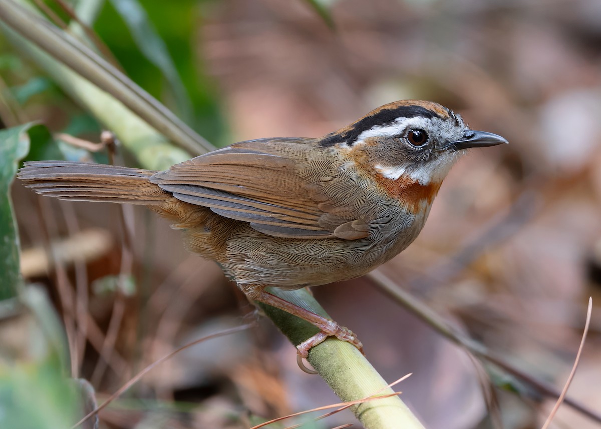 Rufous-throated Fulvetta - Ayuwat Jearwattanakanok