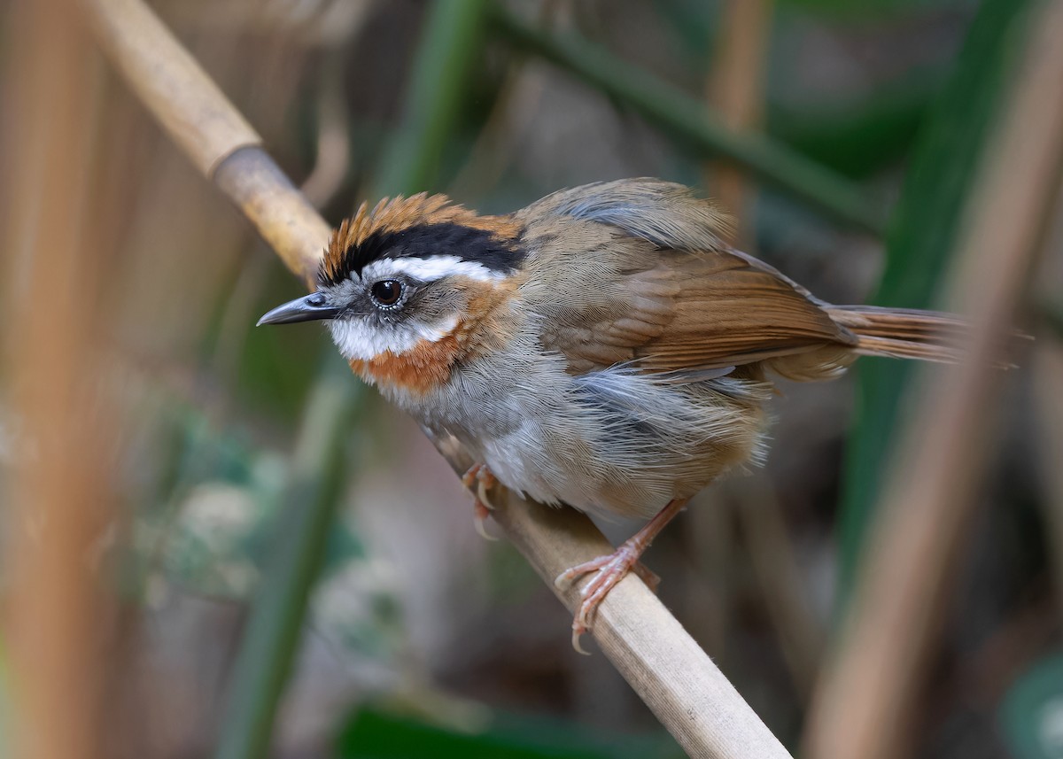 Rufous-throated Fulvetta - ML618141144