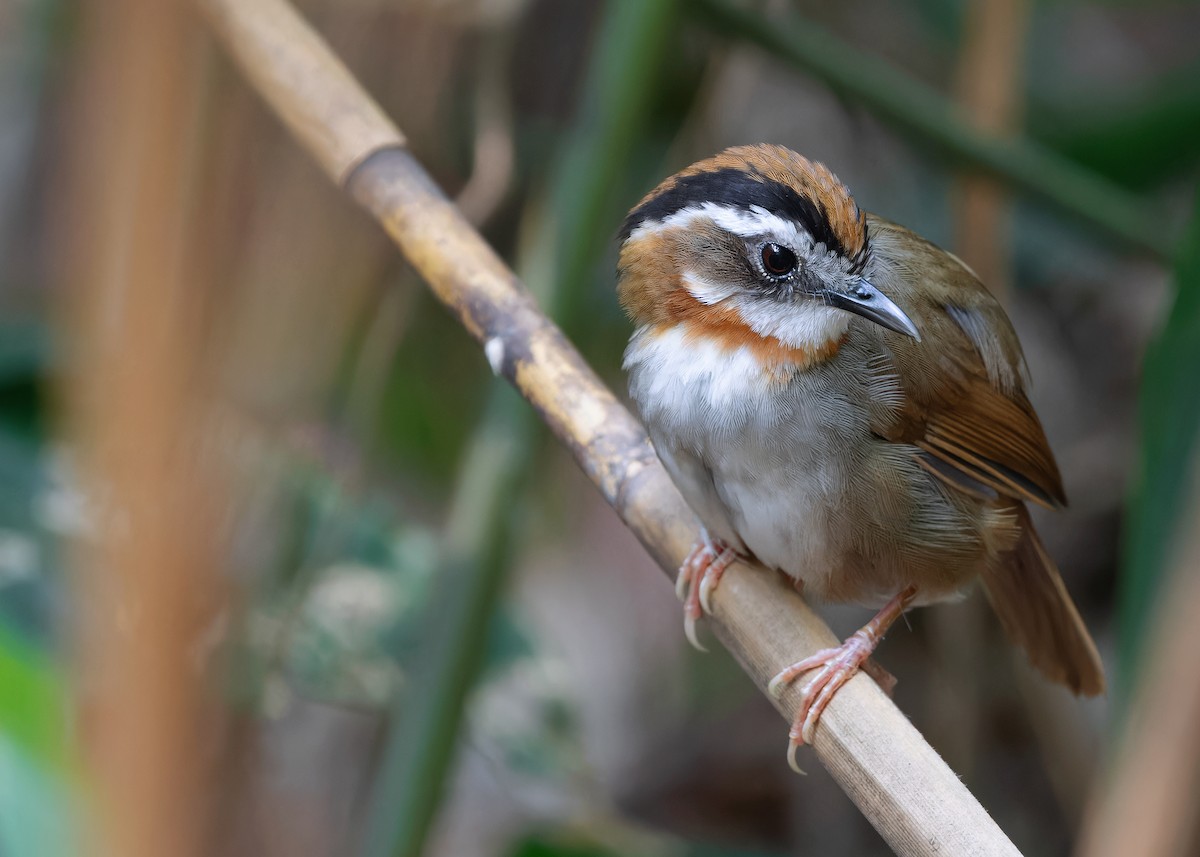 Rufous-throated Fulvetta - ML618141145