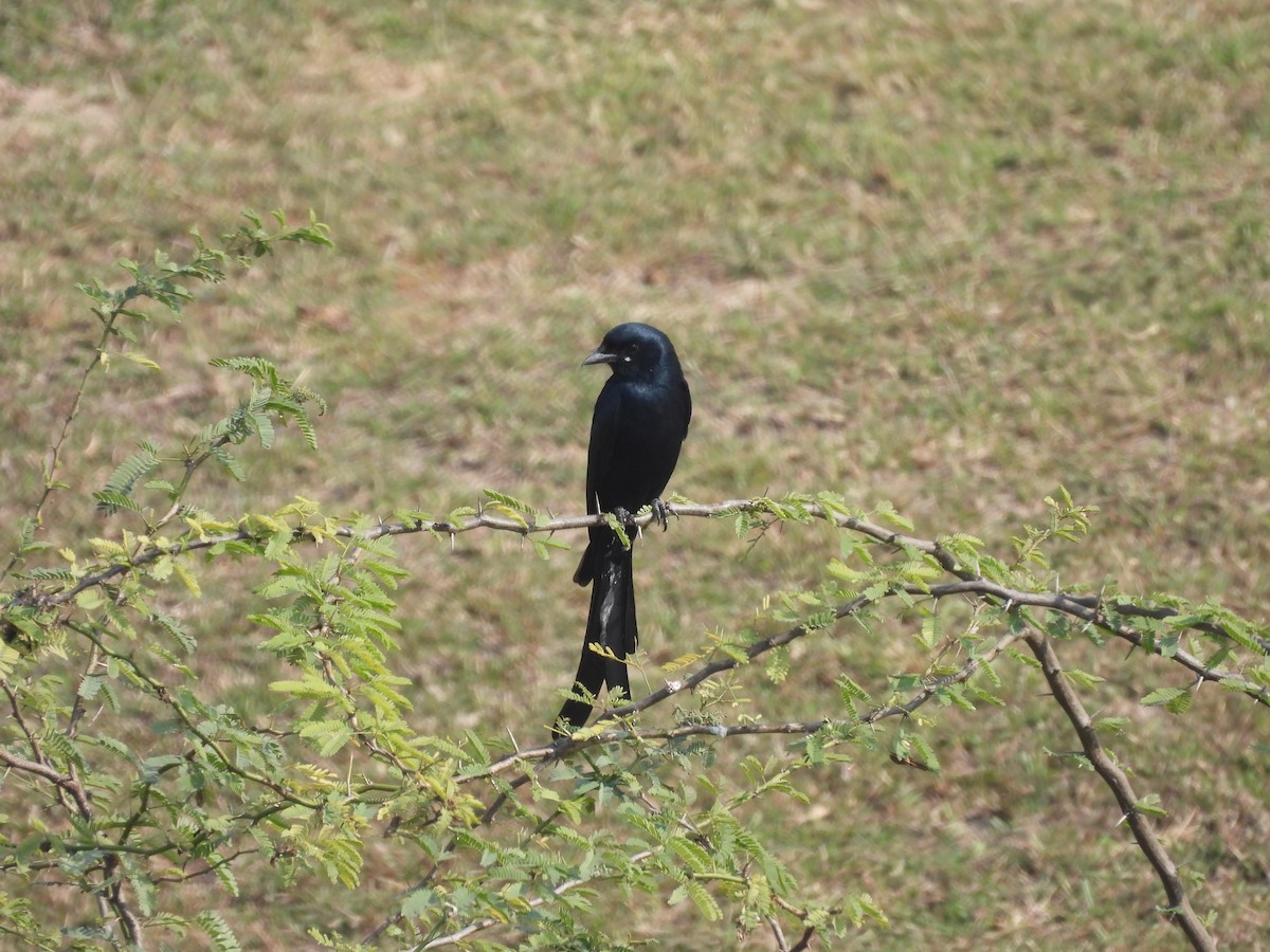 Black Drongo - ML618141149