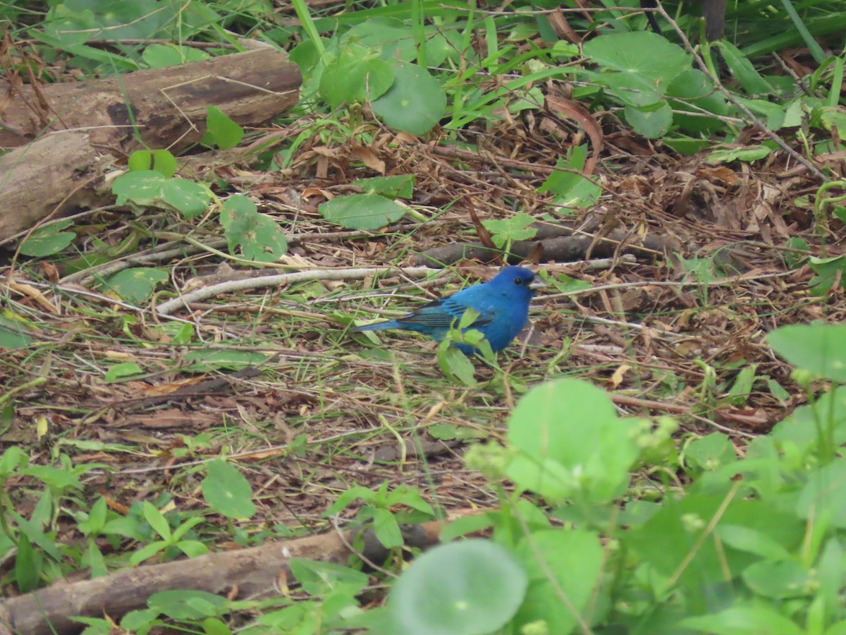 Indigo Bunting - Maia Ginsburg