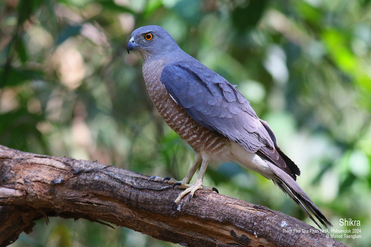 Shikra (Asian) - Manod Taengtum