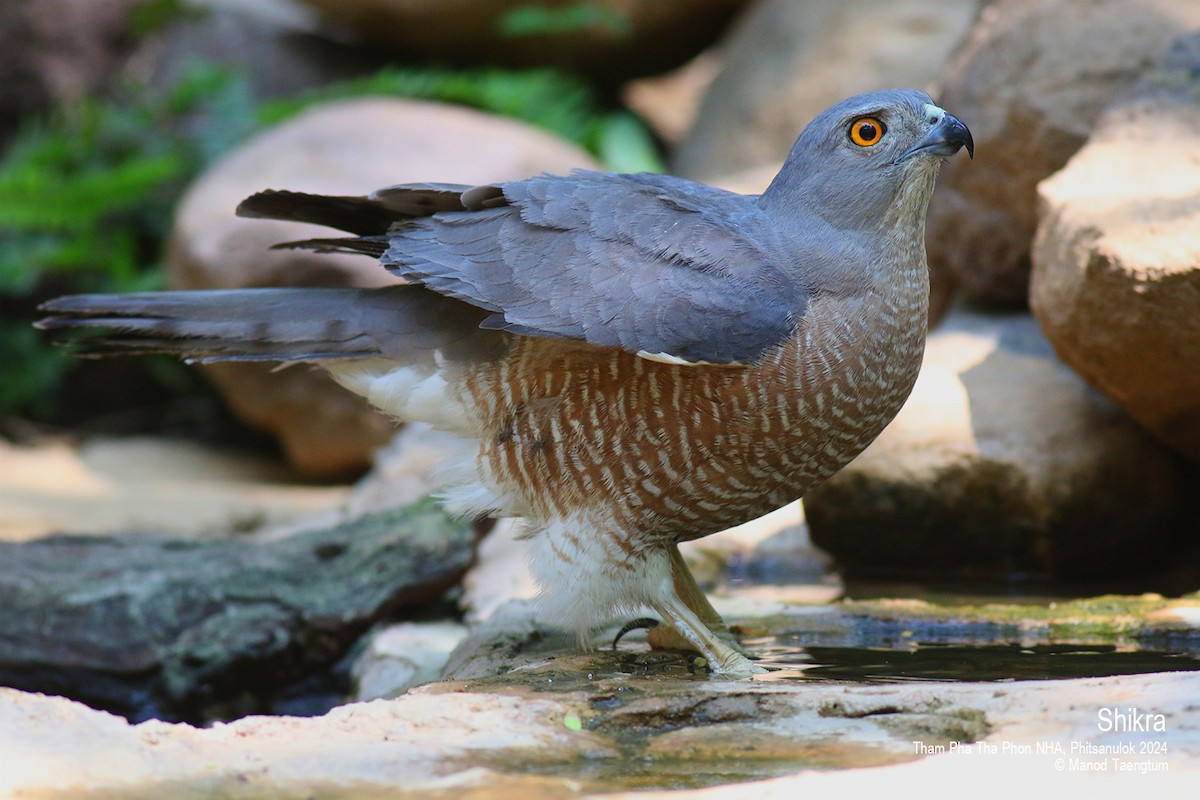 krahujec šikra [skupina badius] - ML618141188