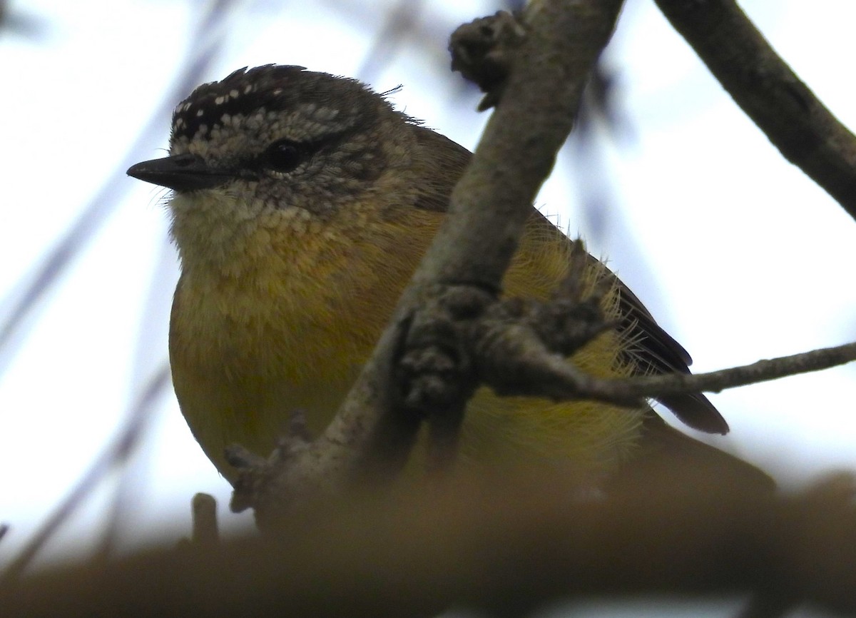 Yellow-rumped Thornbill - Stephan Megroz