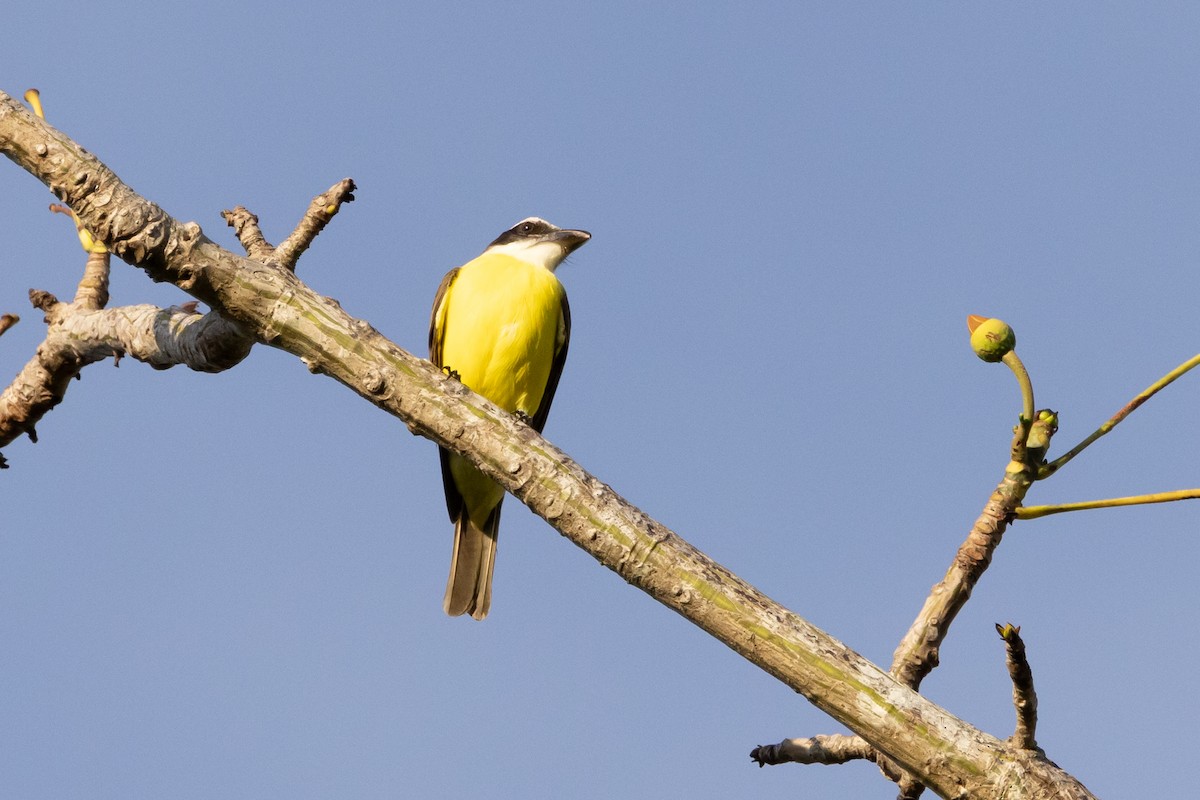 Boat-billed Flycatcher - Paul van Elsen