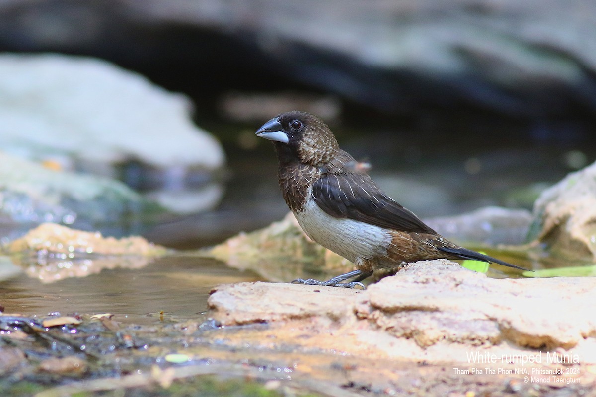 White-rumped Munia - Manod Taengtum