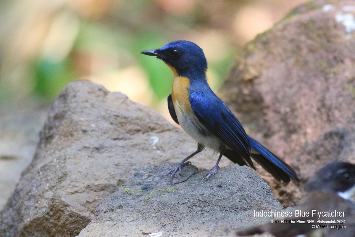 Indochinese Blue Flycatcher - Manod Taengtum