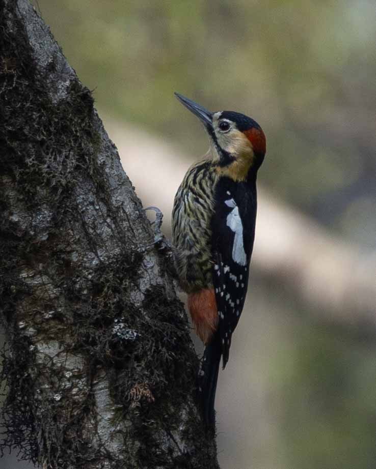 Darjeeling Woodpecker - Samanvitha Rao