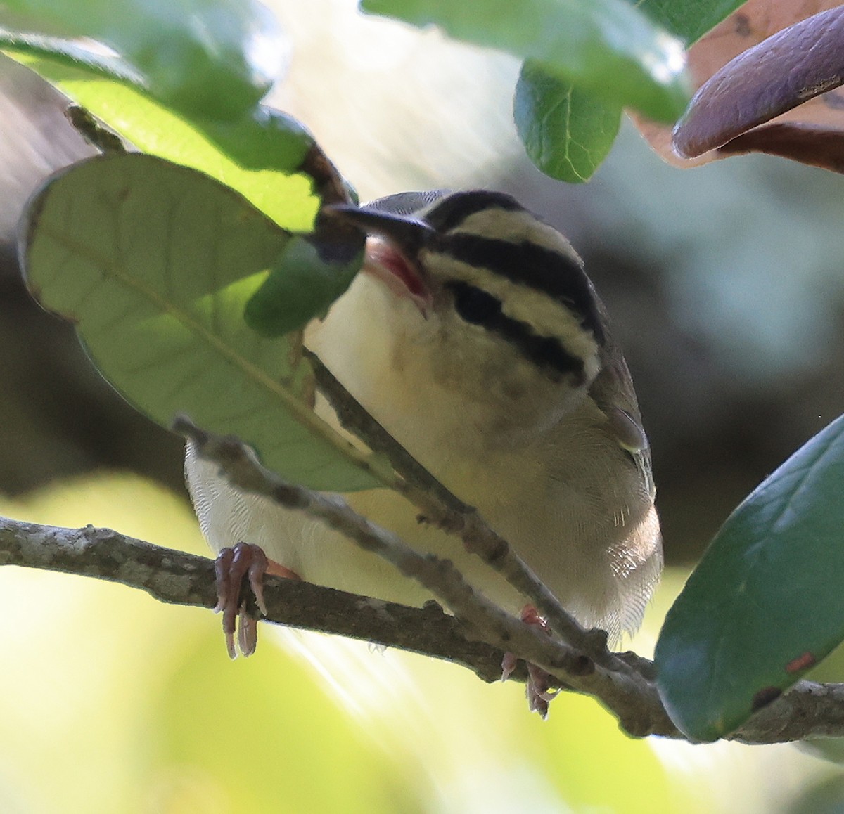 Worm-eating Warbler - Steve Parrish