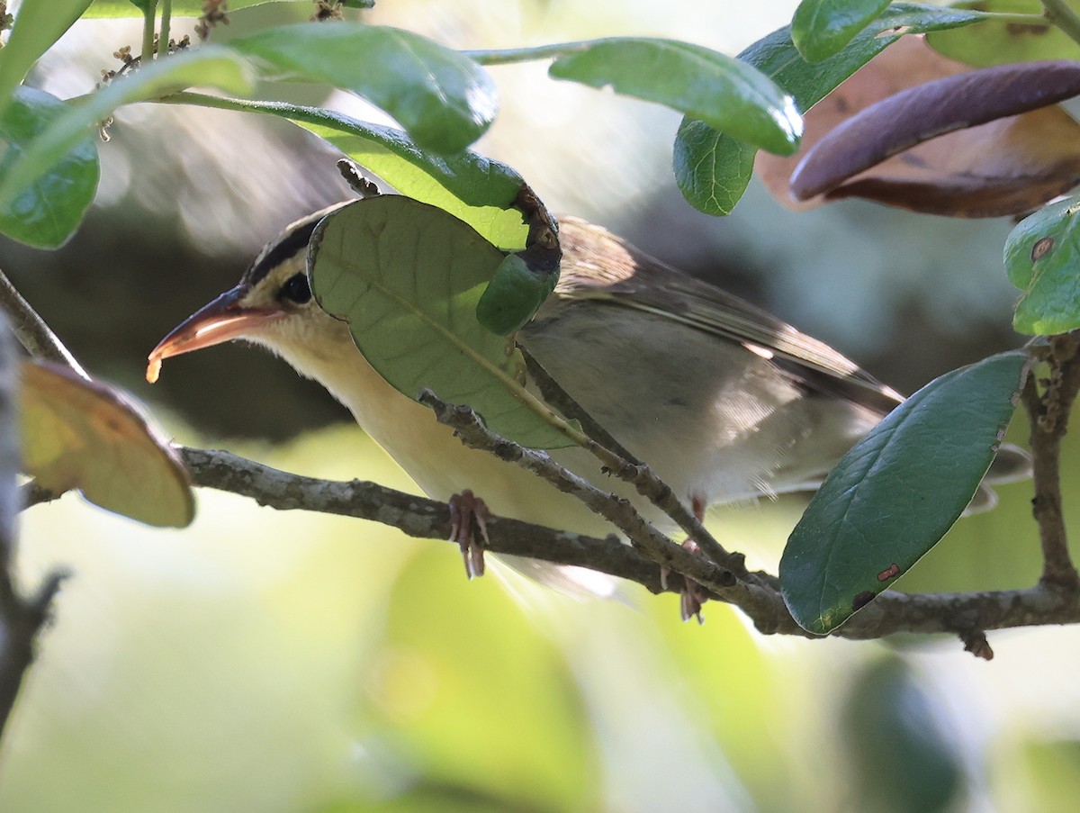 Worm-eating Warbler - Steve Parrish