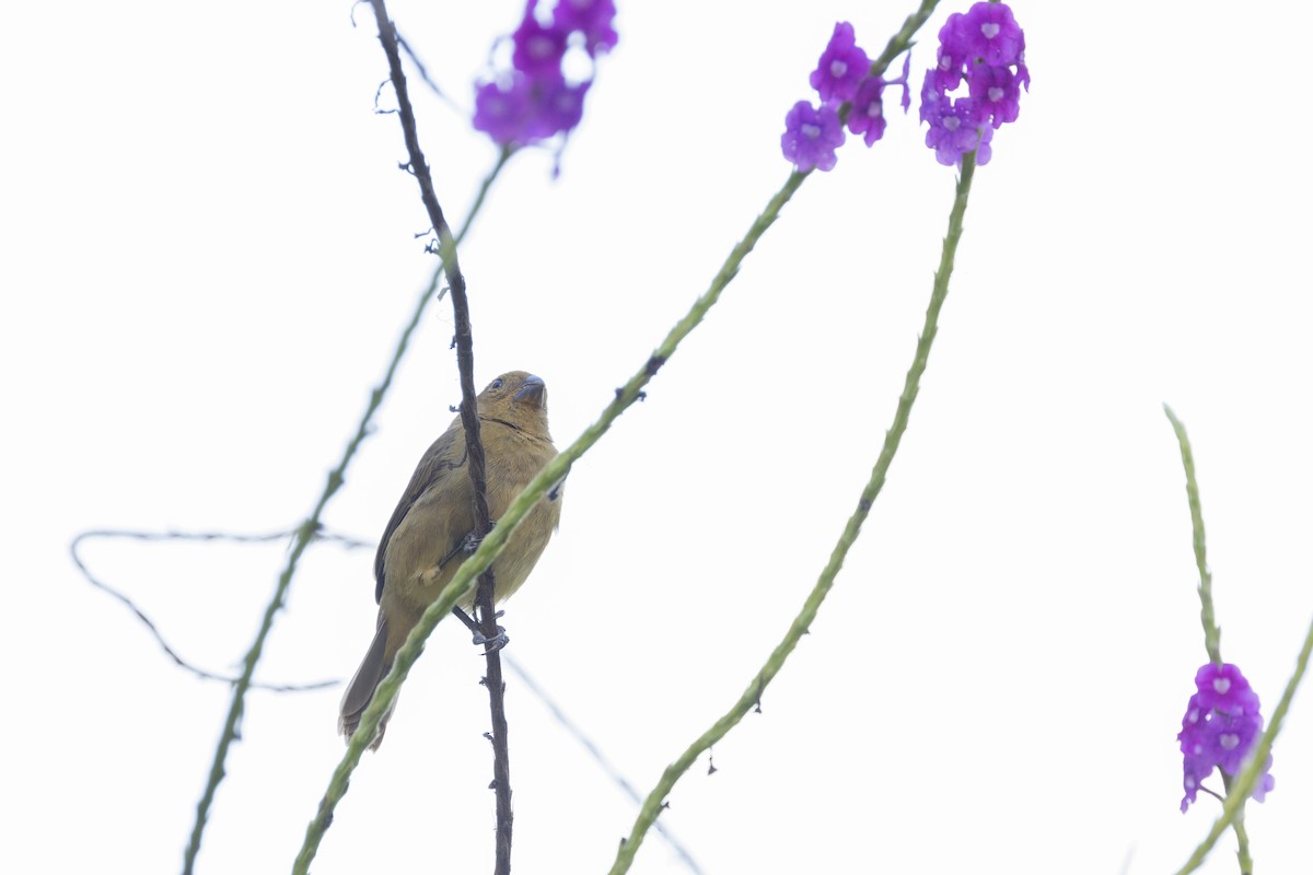 Variable Seedeater - Paul van Elsen