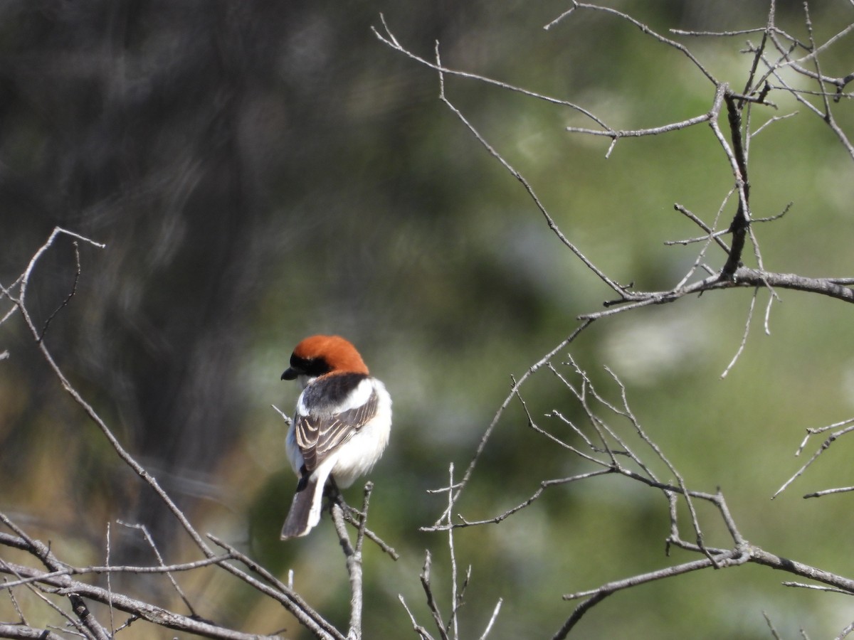 Woodchat Shrike - Ricardo Bedia