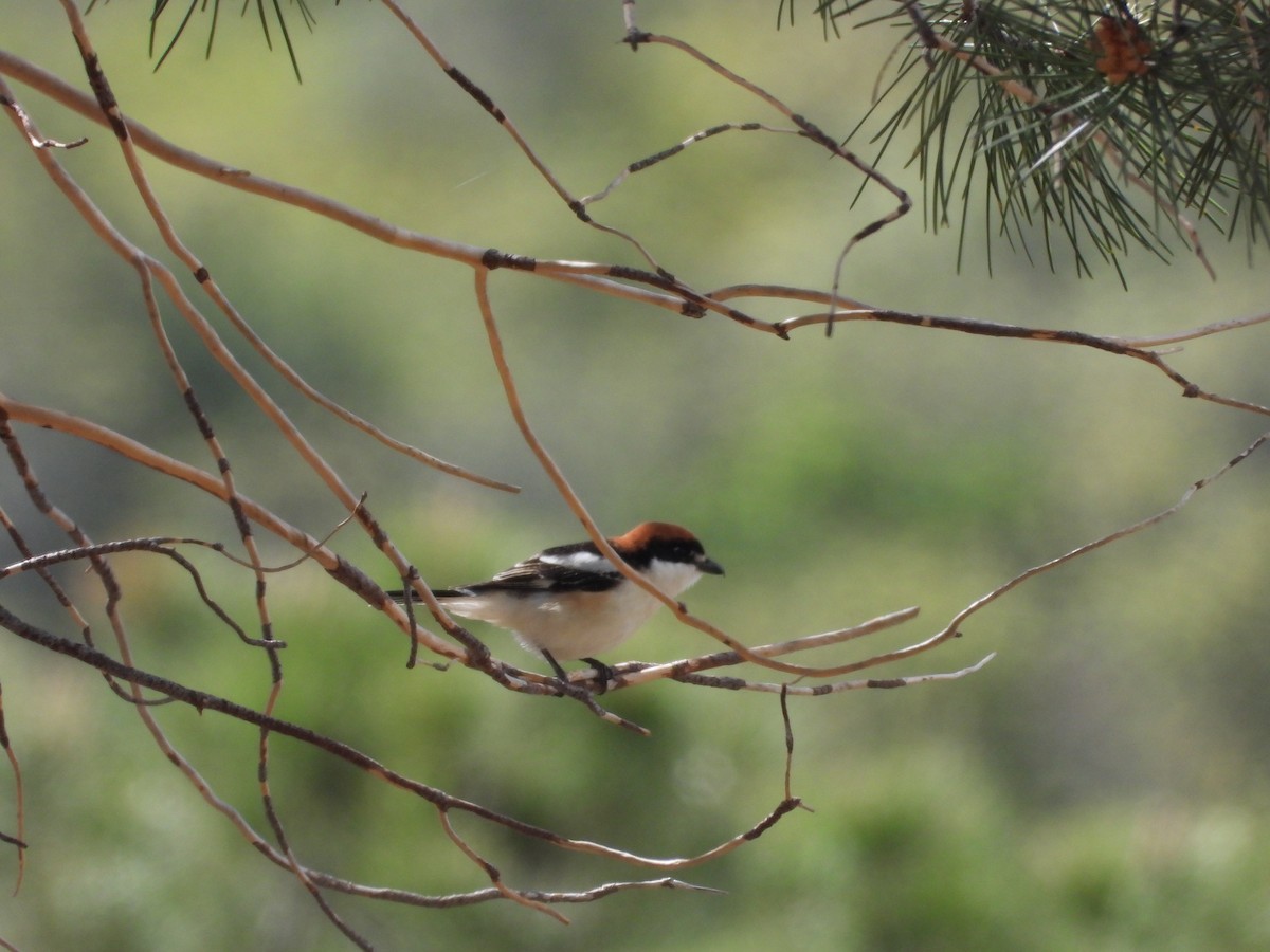 Woodchat Shrike - Ricardo Bedia