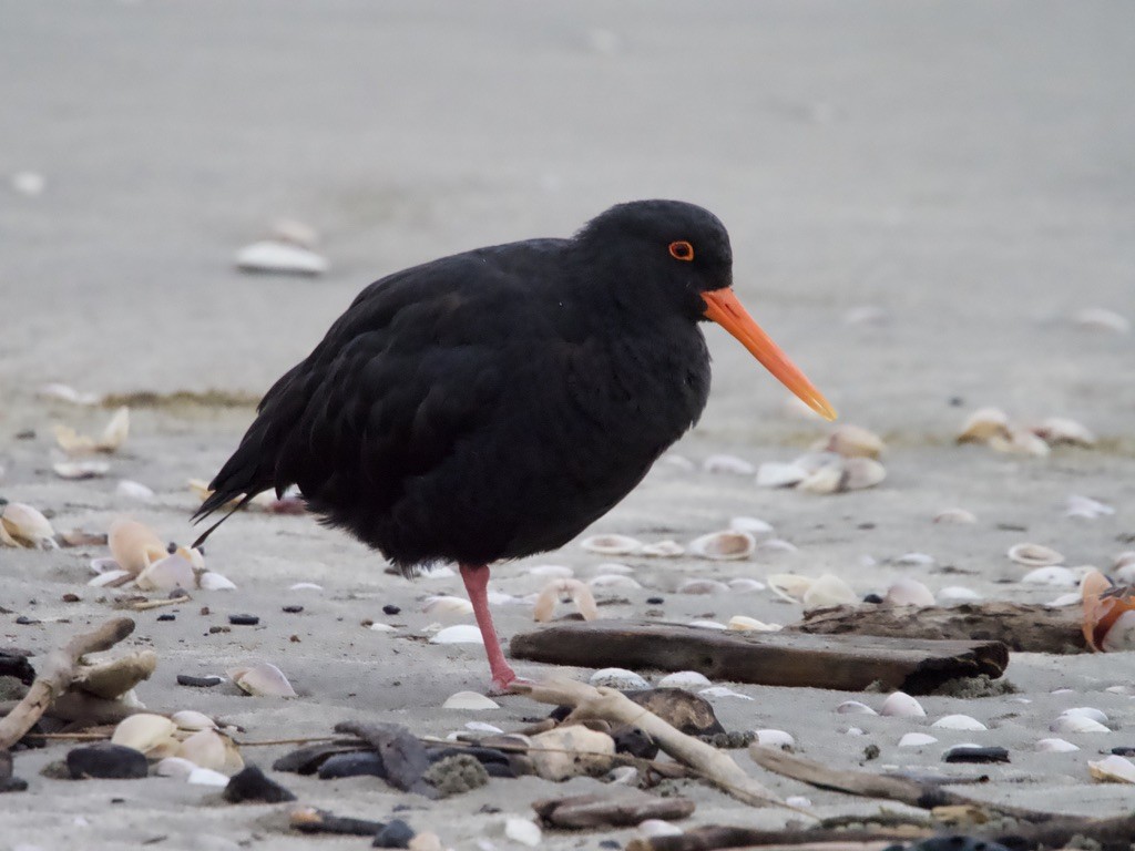 Variable Oystercatcher - Yvonne van Netten