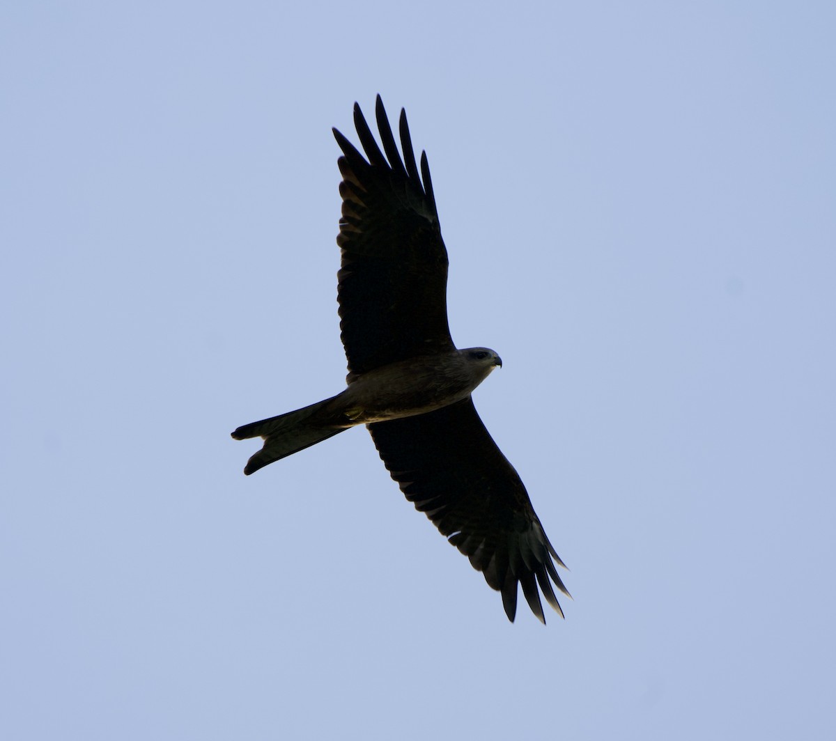 Black Kite - Ruben Brinsmead