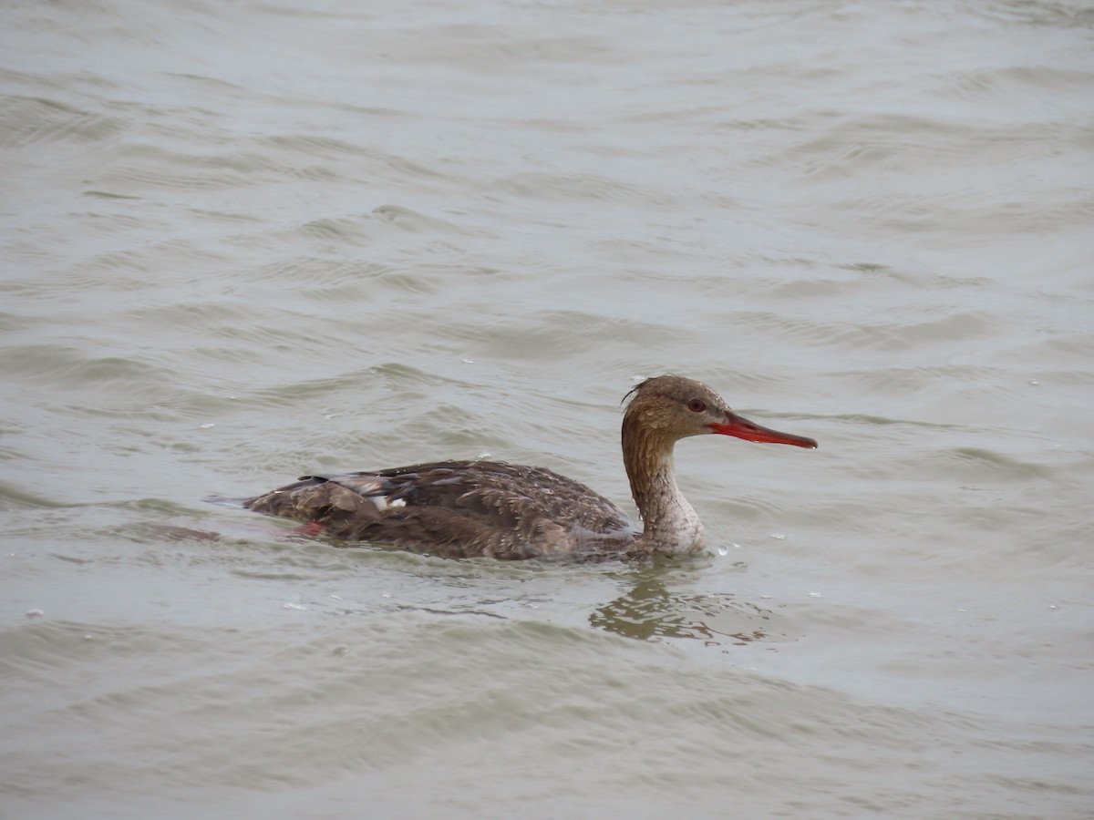 Red-breasted Merganser - Maia Ginsburg