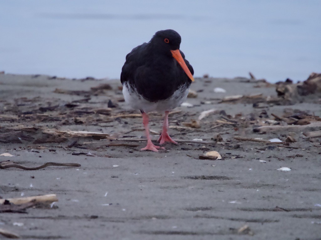 Variable Oystercatcher - Yvonne van Netten