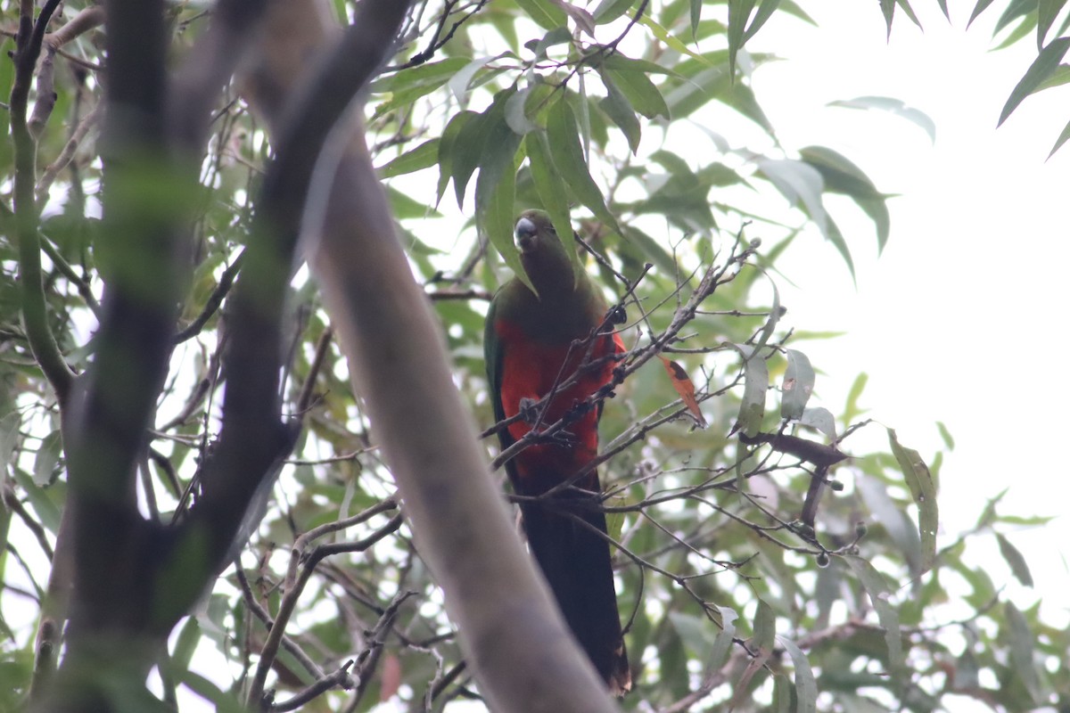 Australian King-Parrot - Darren Foster