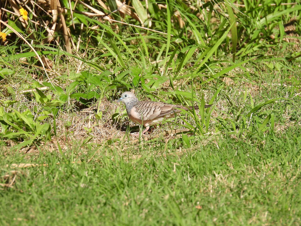 Peaceful Dove - Mark Clarke