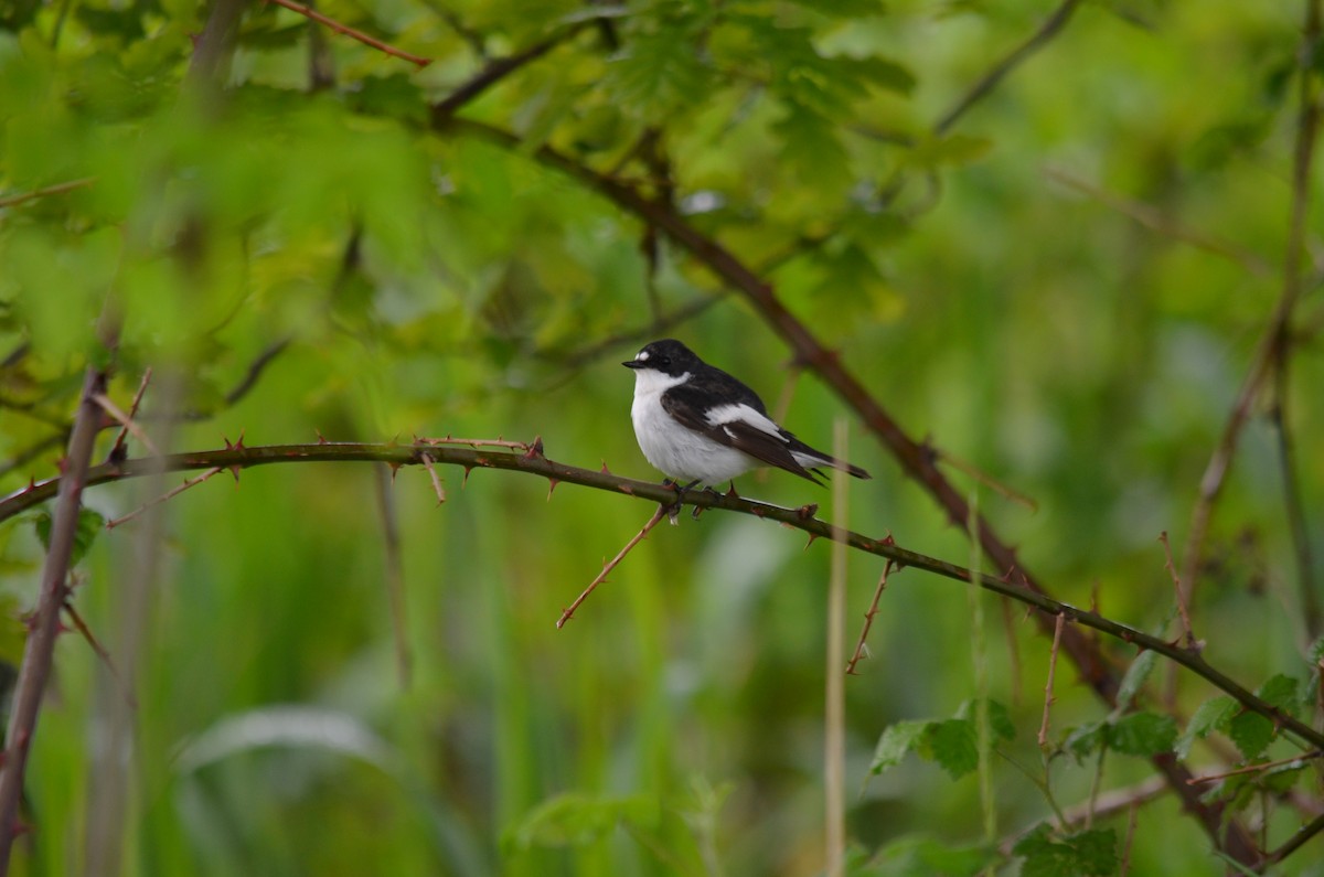 European Pied Flycatcher - Michele Maffeis