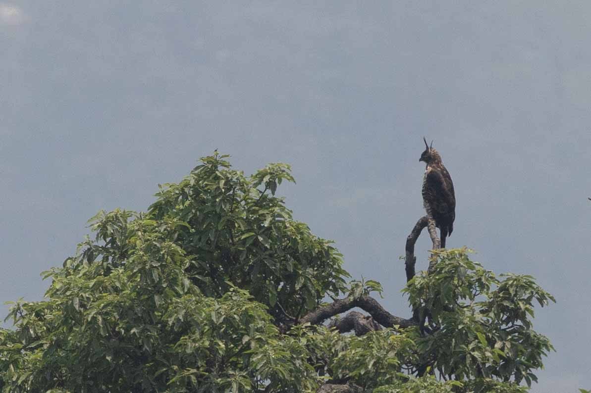 Mountain Hawk-Eagle - Samanvitha Rao