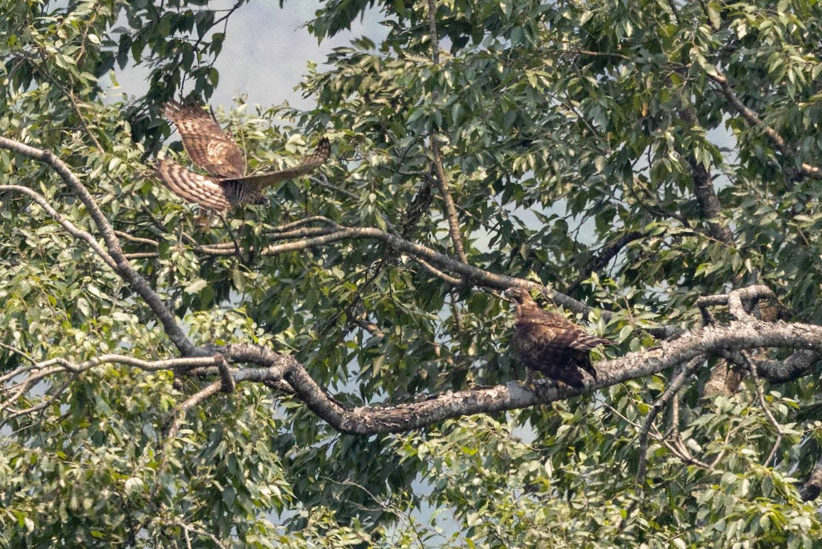 Mountain Hawk-Eagle - Samanvitha Rao