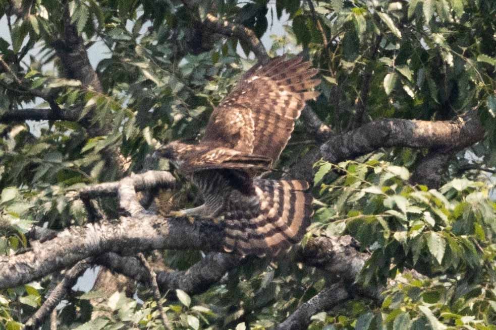 Mountain Hawk-Eagle - Samanvitha Rao