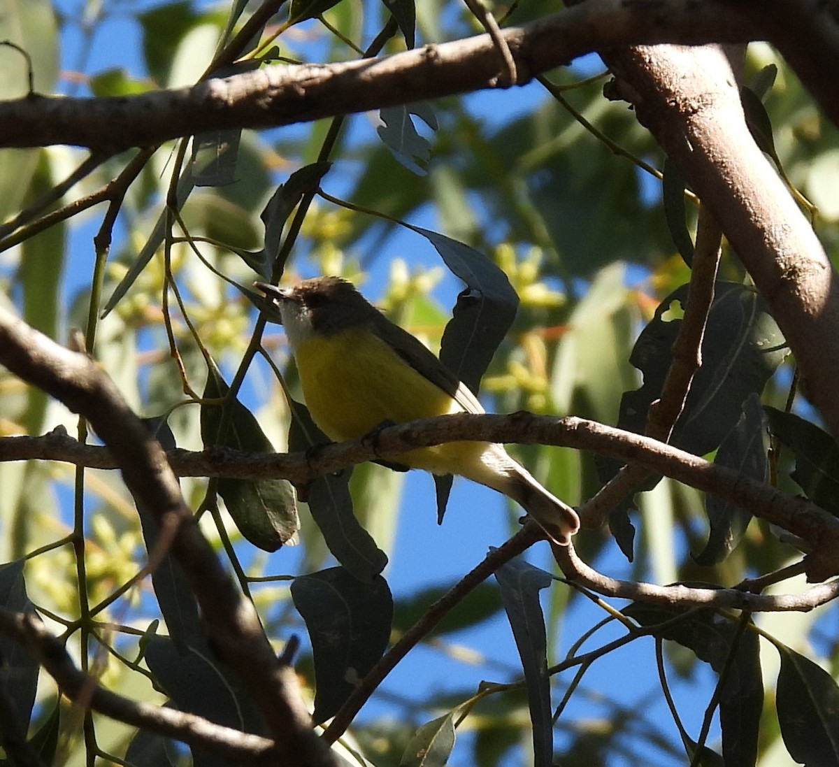 White-throated Gerygone - Mark Clarke