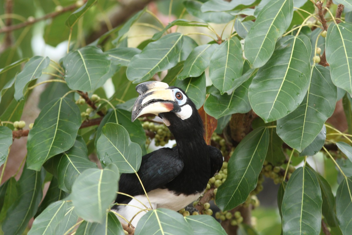 Oriental Pied-Hornbill - Andrey Mikhaylov