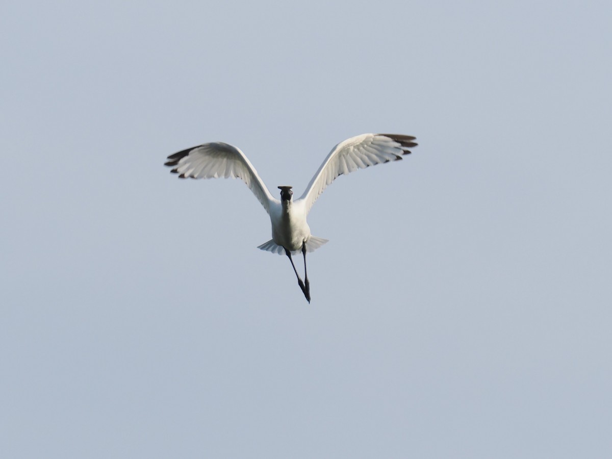 Black-faced Spoonbill - Anonymous