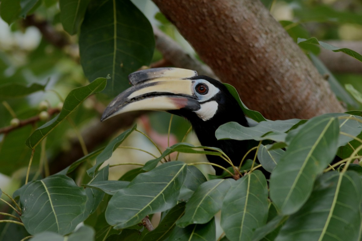 Oriental Pied-Hornbill - Andrey Mikhaylov