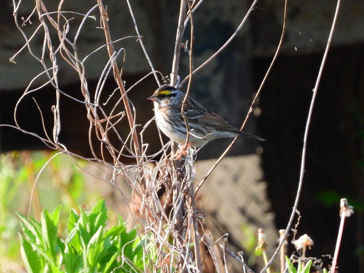 Yellow-browed Bunting - Suyoung Lee