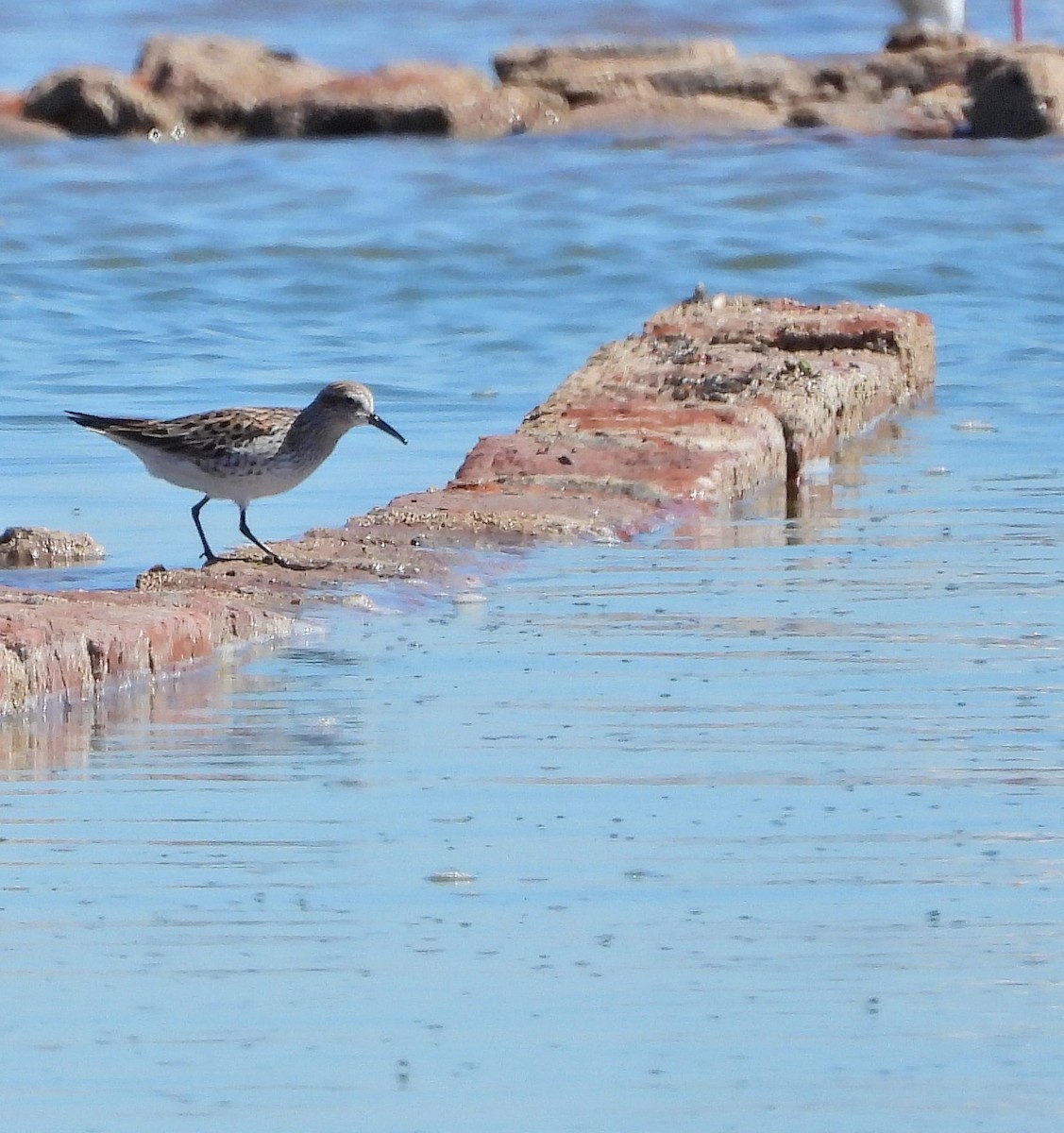 White-rumped Sandpiper - Hugo Valderrey