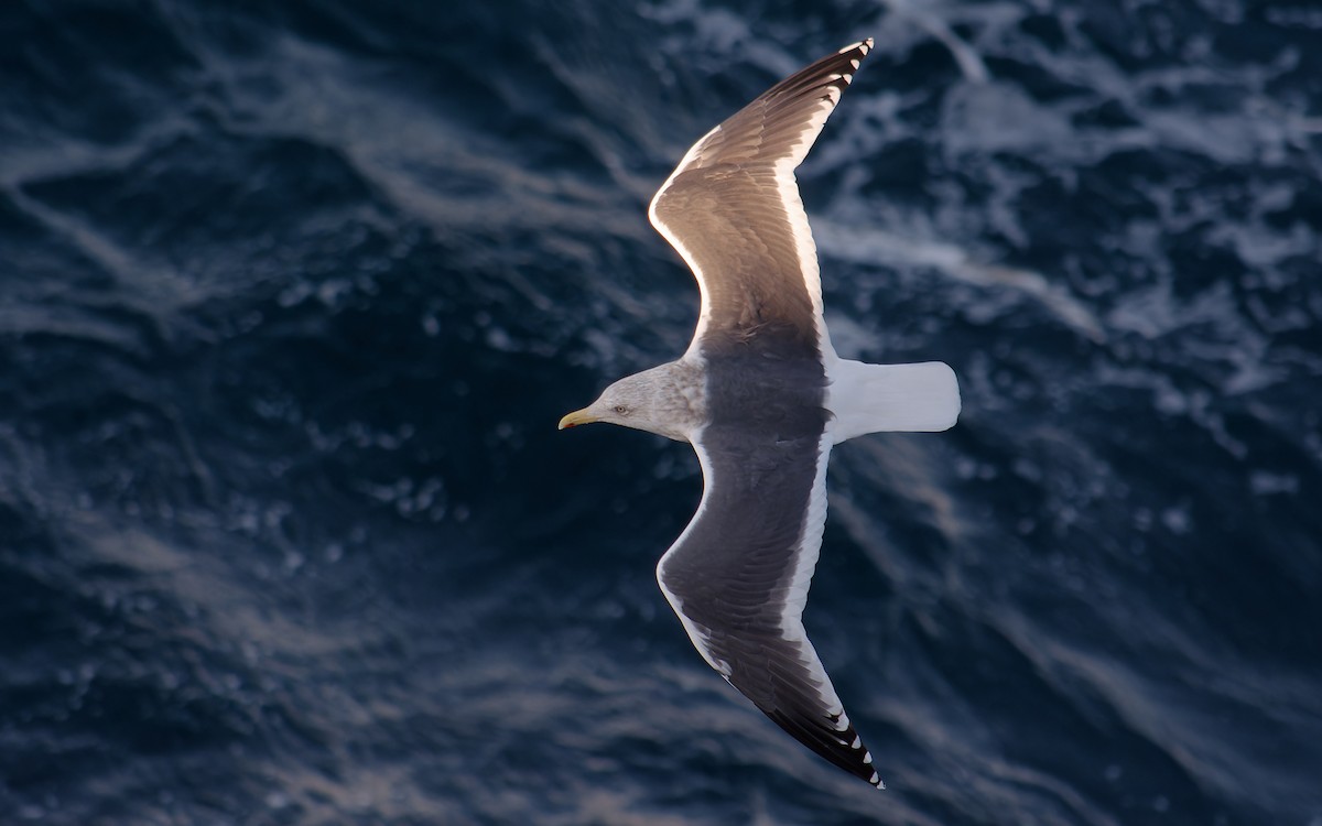 Тихоокеанская чайка - ML618141283