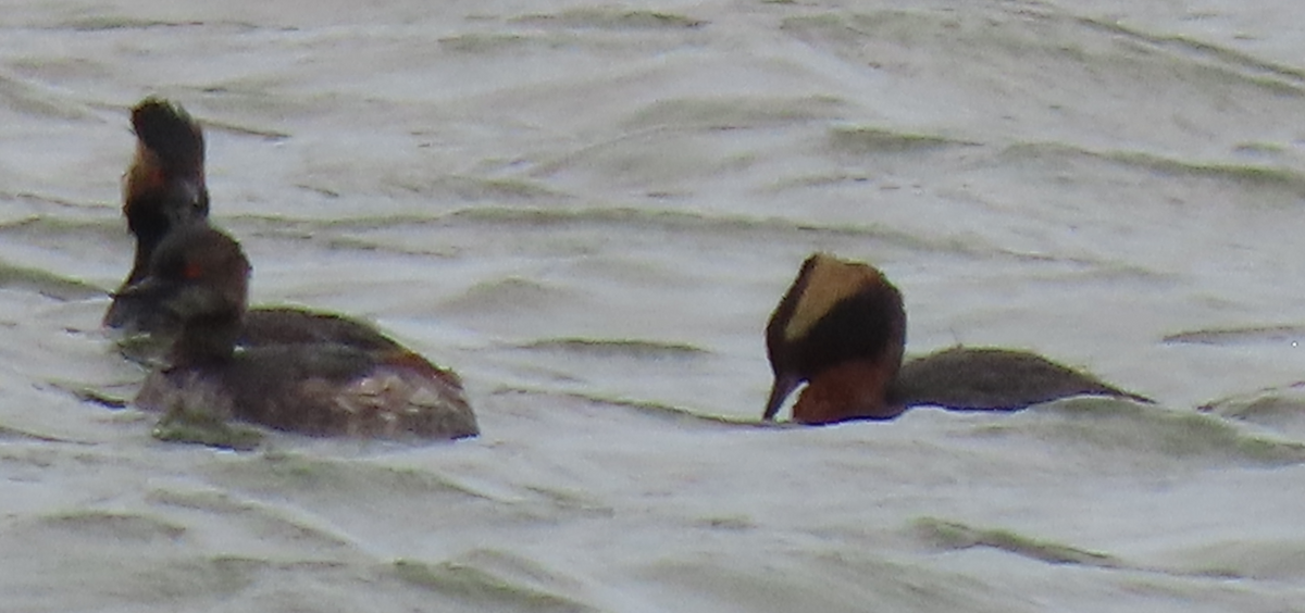 Eared Grebe - Maia Ginsburg