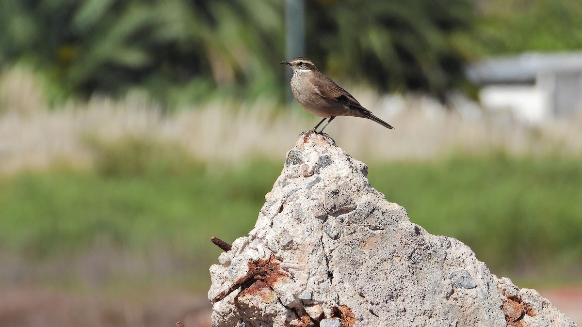 Buff-winged Cinclodes - Hugo Valderrey