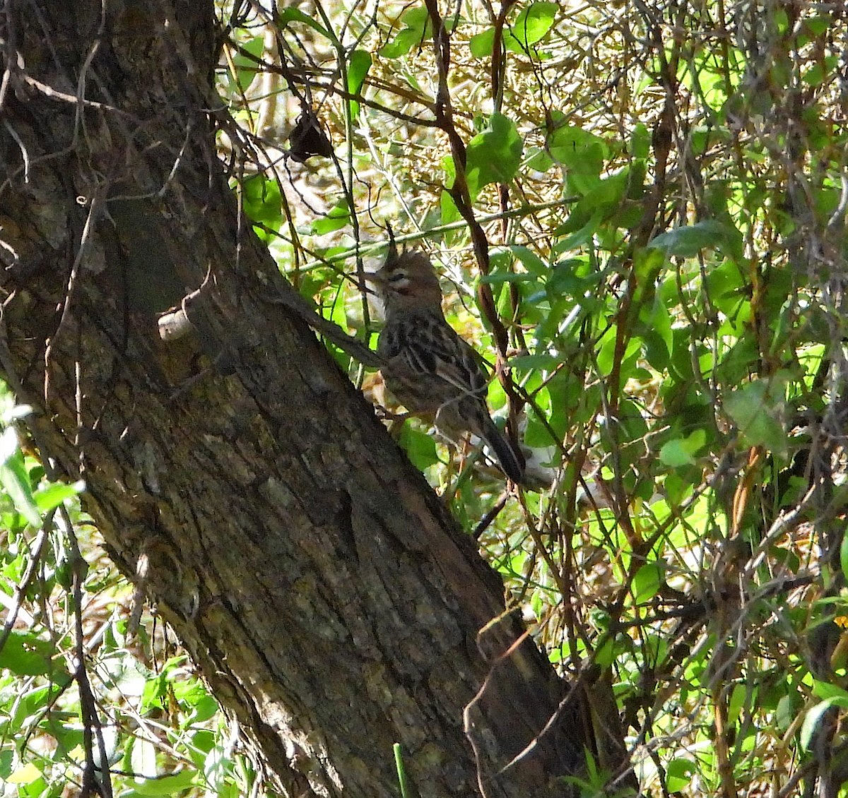 Lark-like Brushrunner - Hugo Valderrey