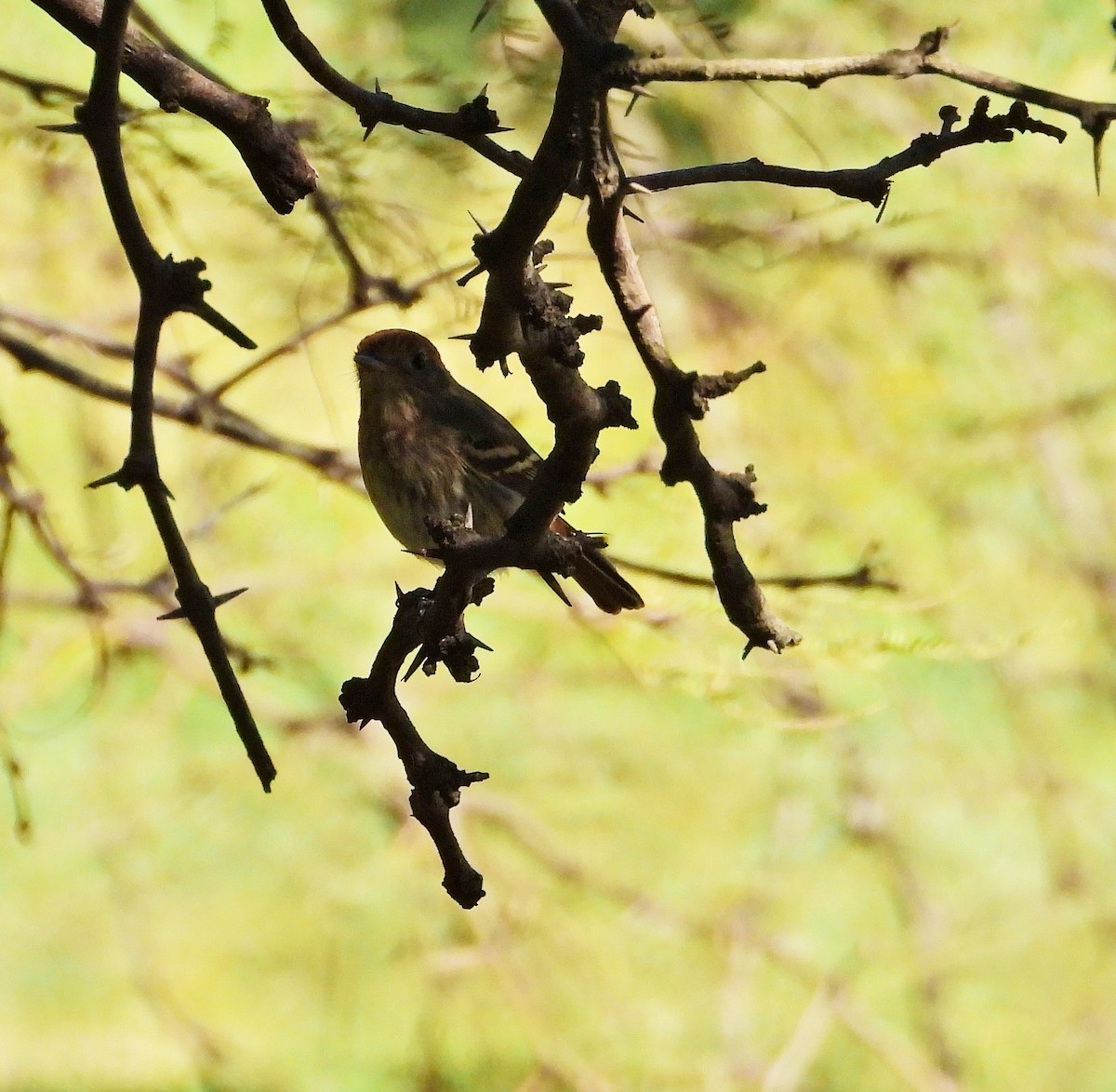 Bran-colored Flycatcher - Hugo Valderrey