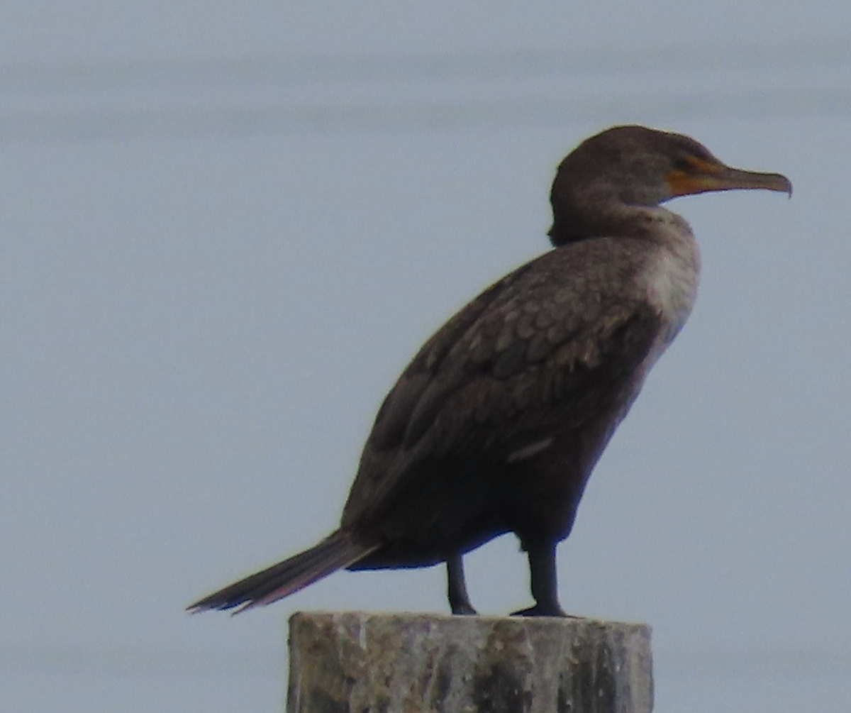 Neotropic Cormorant - Maia Ginsburg