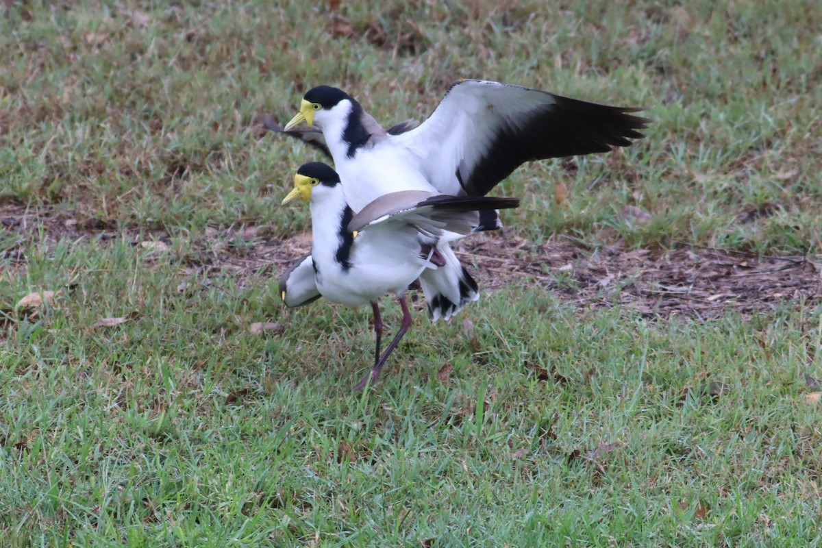 Masked Lapwing - Darren Foster