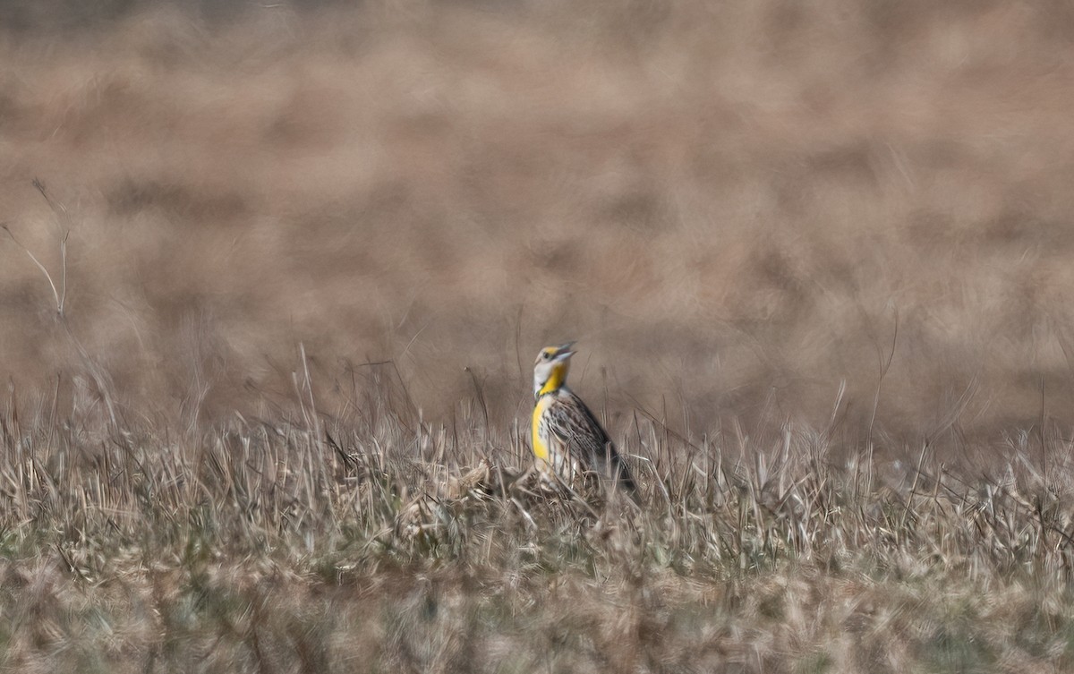 Eastern Meadowlark - ML618141337