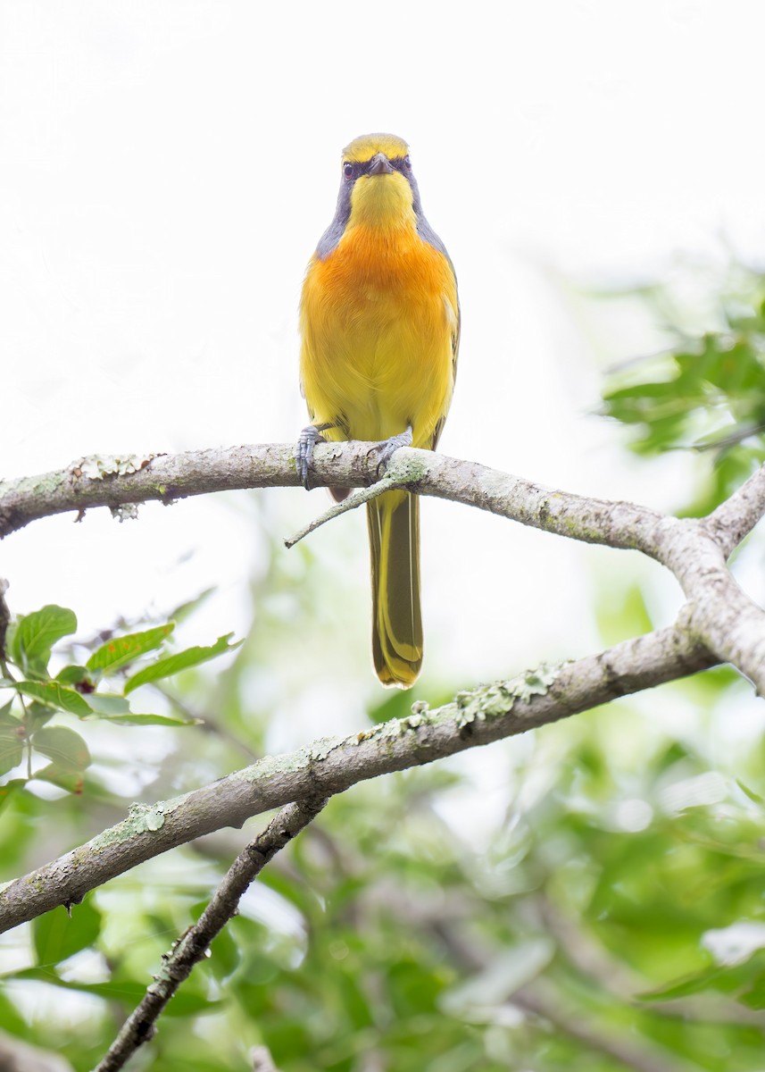 Sulphur-breasted Bushshrike - ML618141375