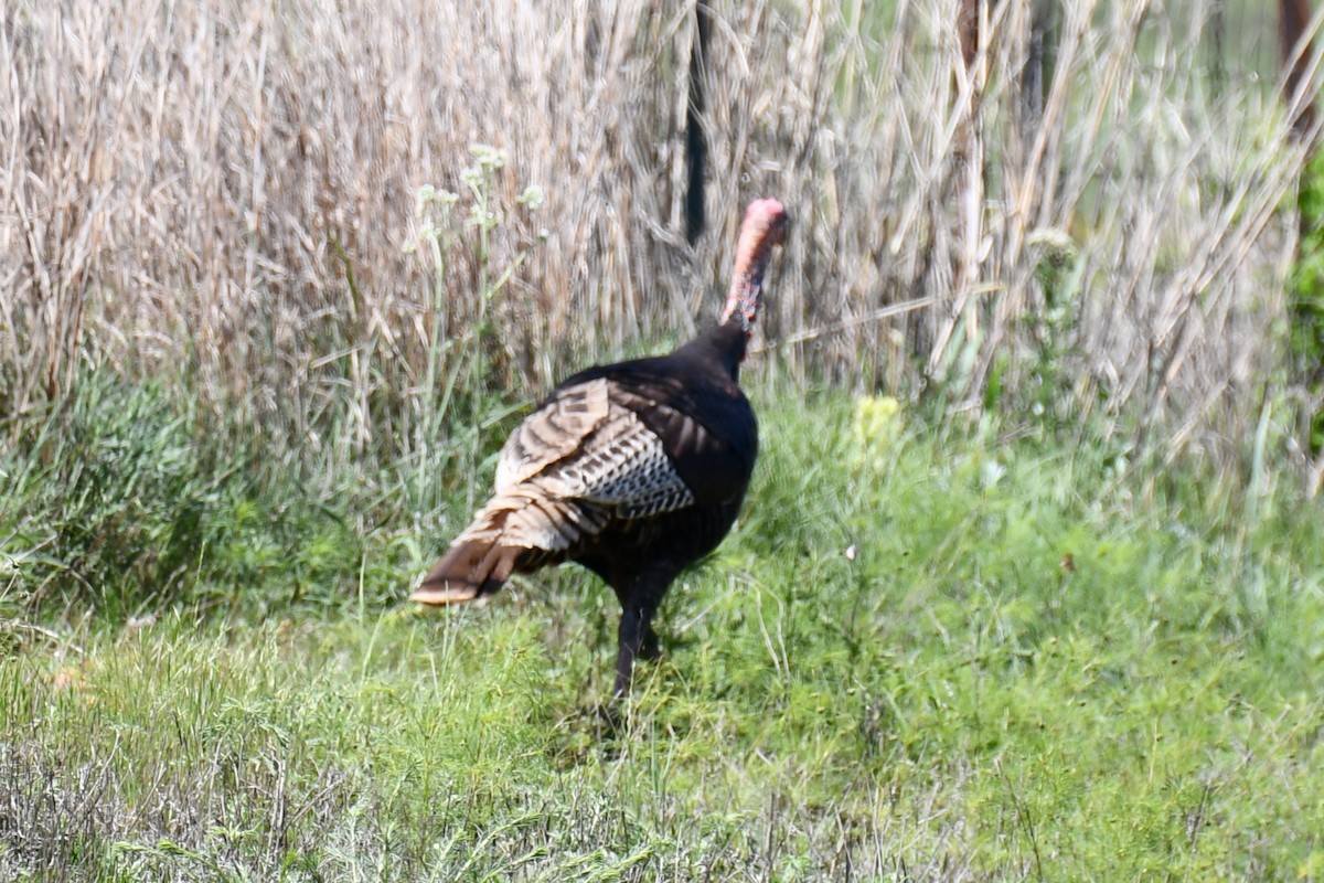 Wild Turkey - Carmen Ricer