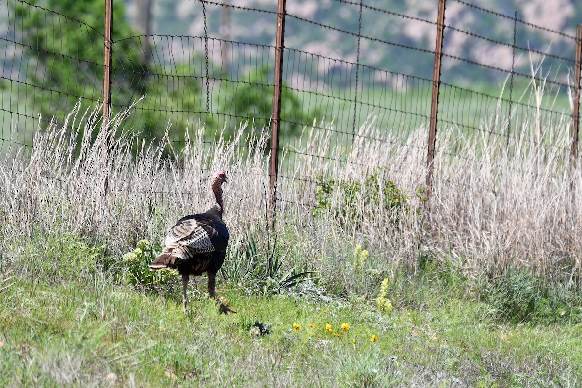 Wild Turkey - Carmen Ricer