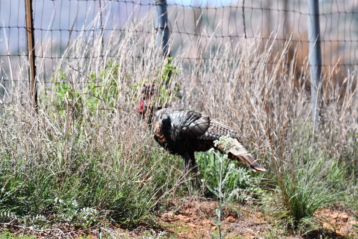 Wild Turkey - Carmen Ricer