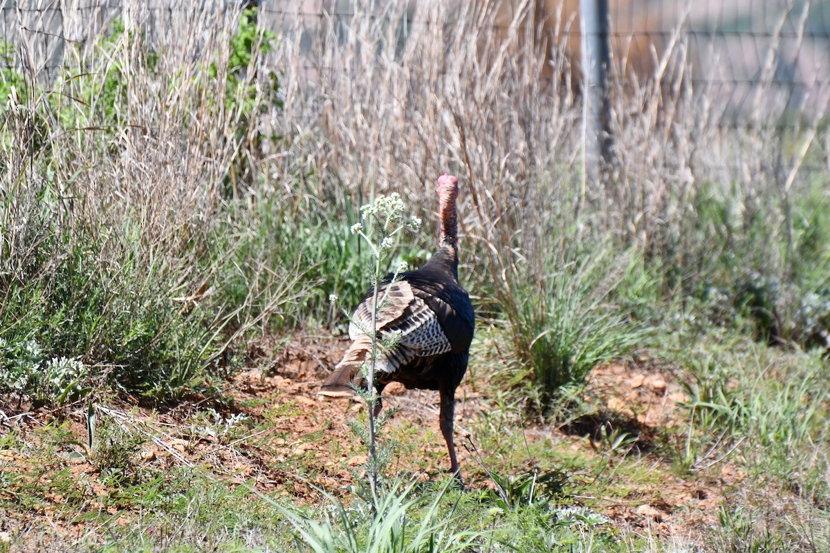 Wild Turkey - Carmen Ricer