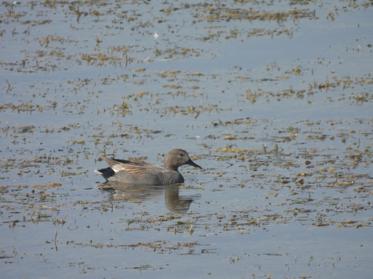 Gadwall - ML618141385