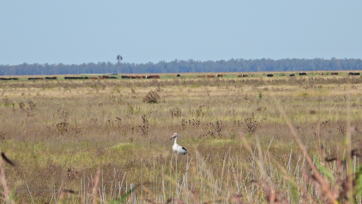 Maguari Stork - Hugo Valderrey